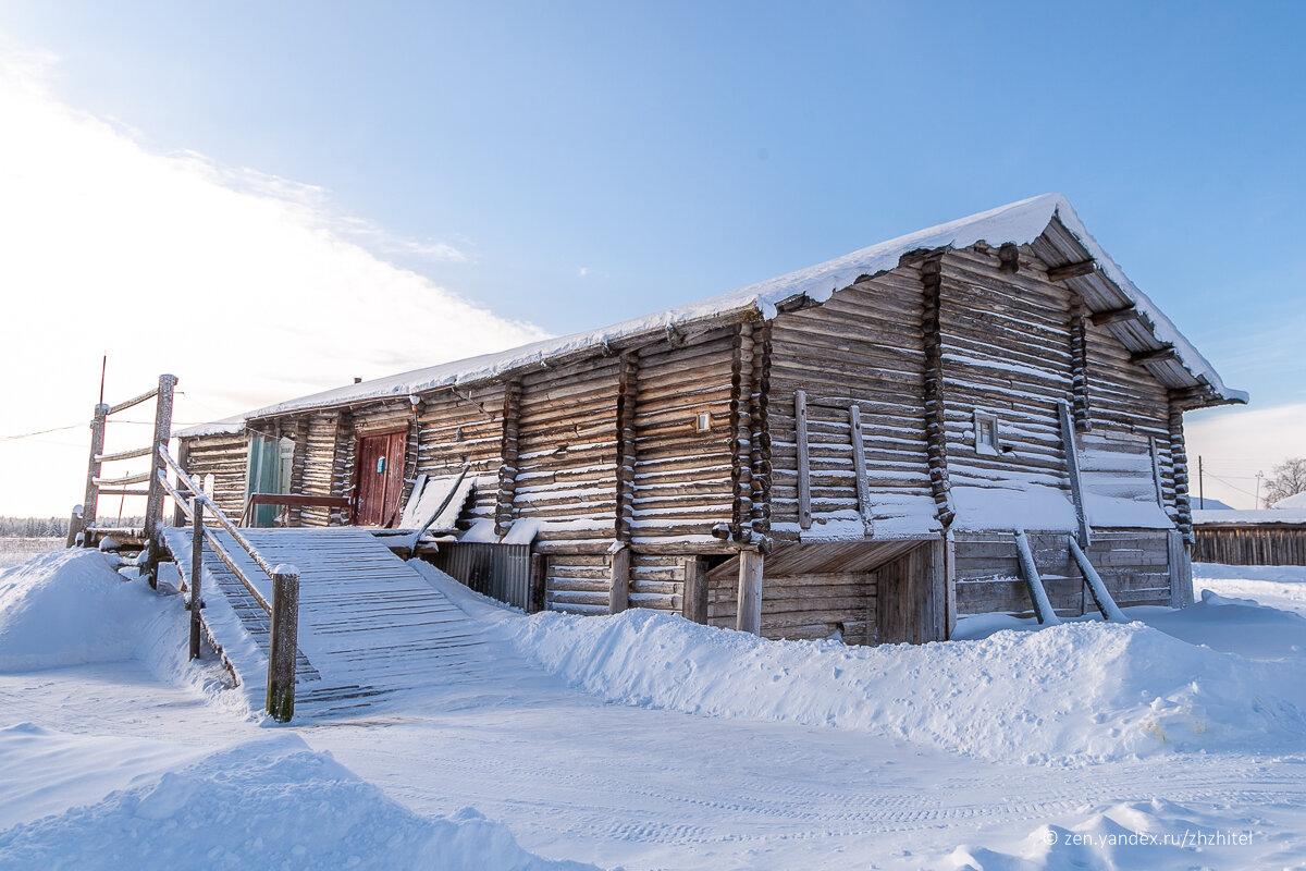 Ненцы в тундре. Кмнс россии. День оленевода чум. Ненцы ямала. Ненцы и чукчи.