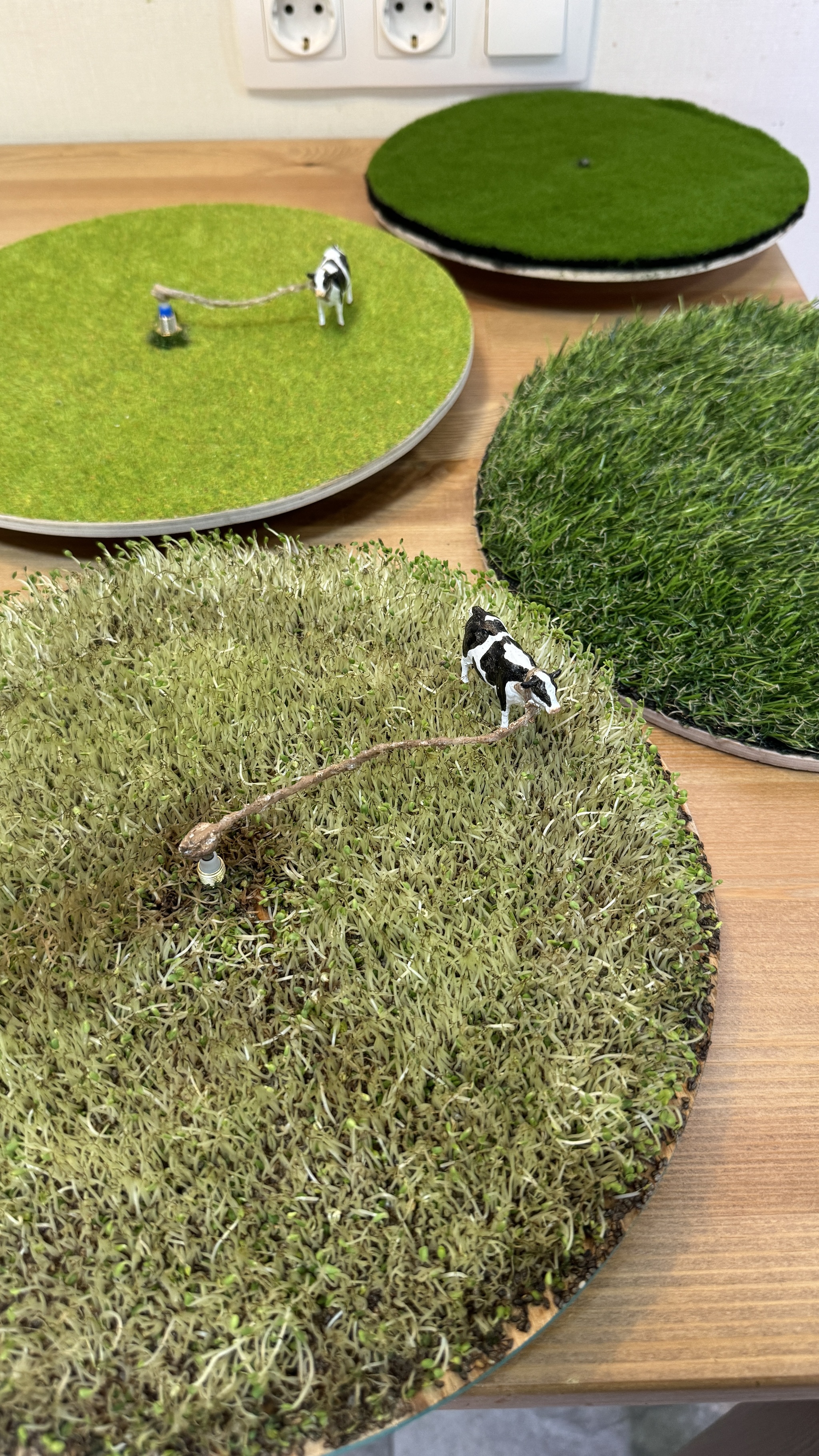 часы "Разгуливающая корова"