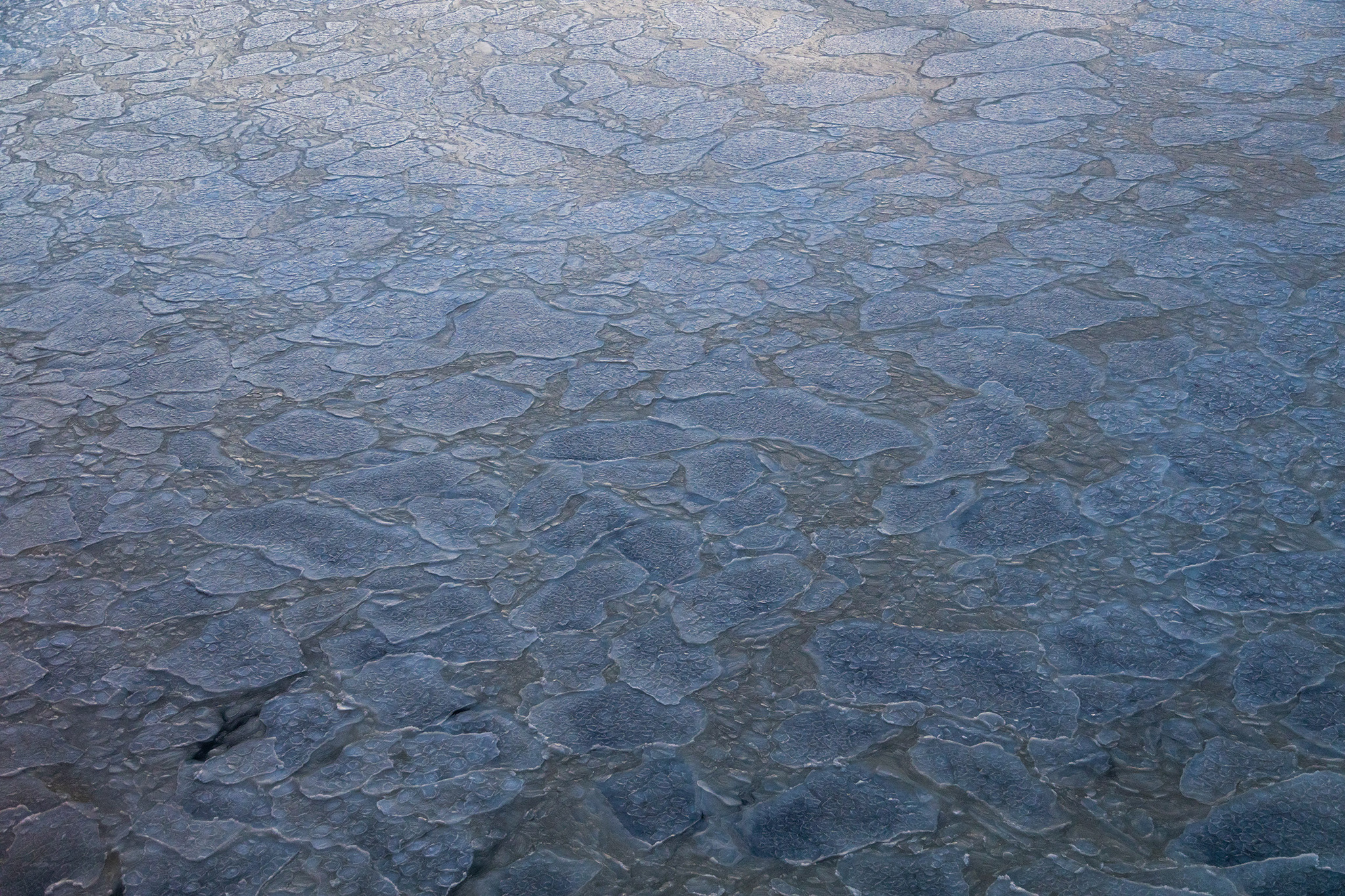 Молодой ниласовый лёд поломанный волной.