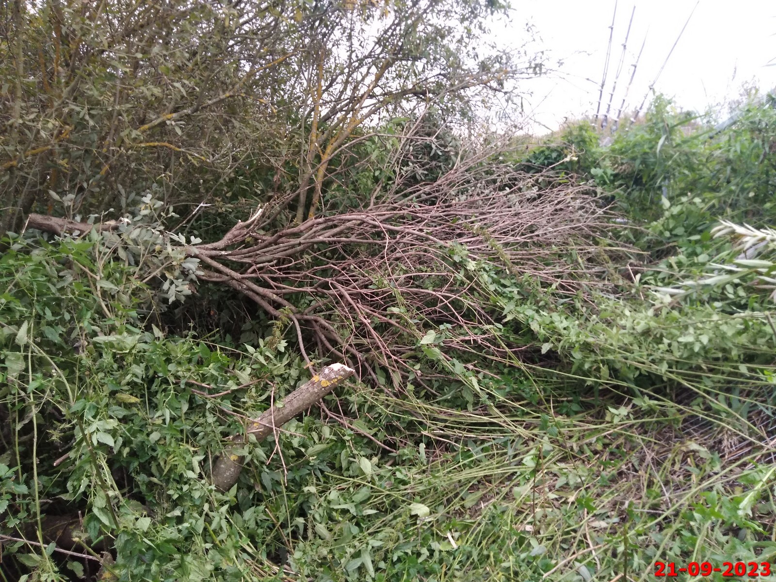 Сцуко, дерево упало. Мало мне трехметровой крапивы было.