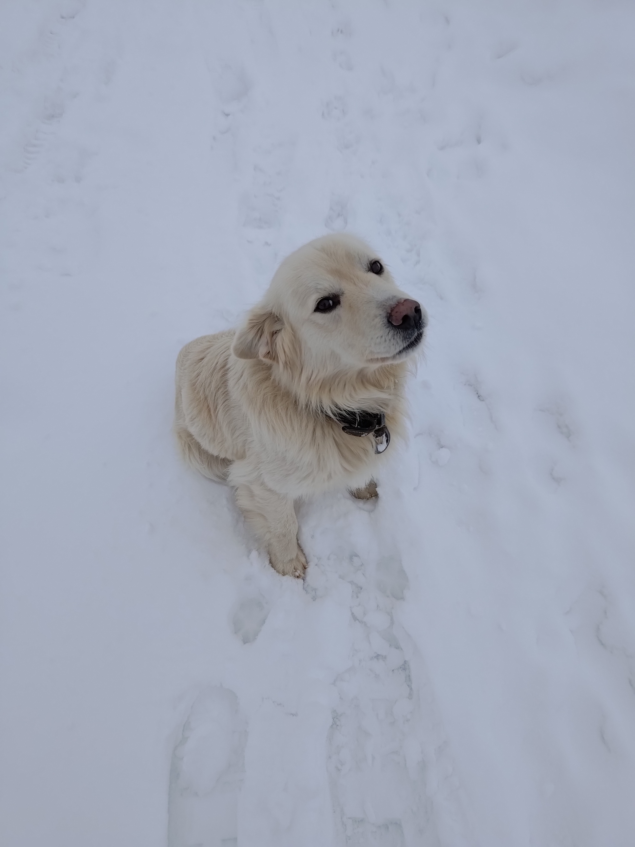 Наш пёс Умка (один из трех, а с 31 декабря - из четырех собак).