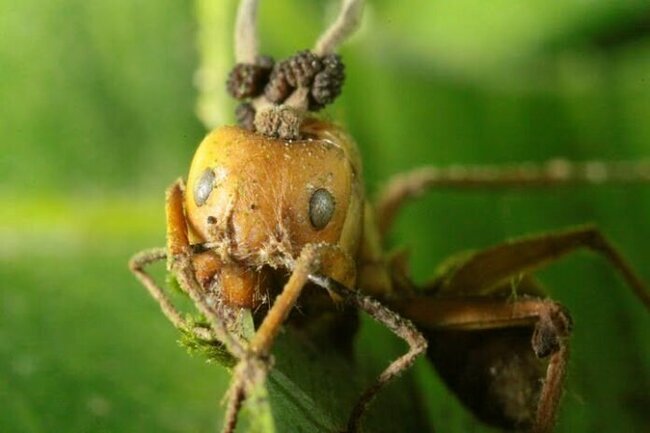 Муравей-древоточец, поражённый кордицепсом