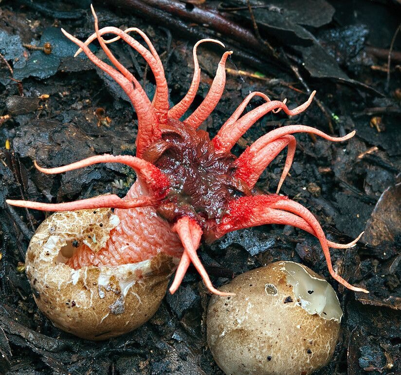 Клатрус Арчера