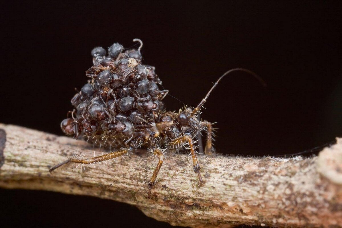 Такси, такси, бесплатное такси. Почему все убегают?