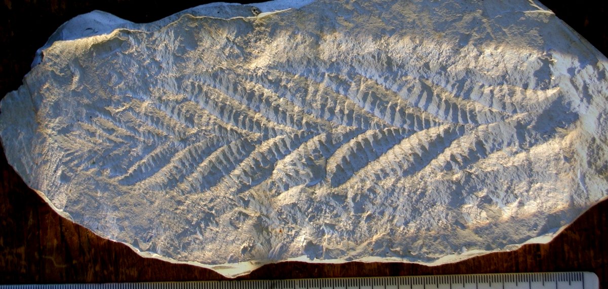 Тот самый отпечаток из Чарнвуд-Форест