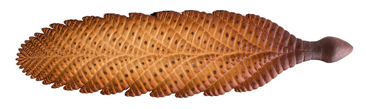 Charnia Masoni, реконструкция