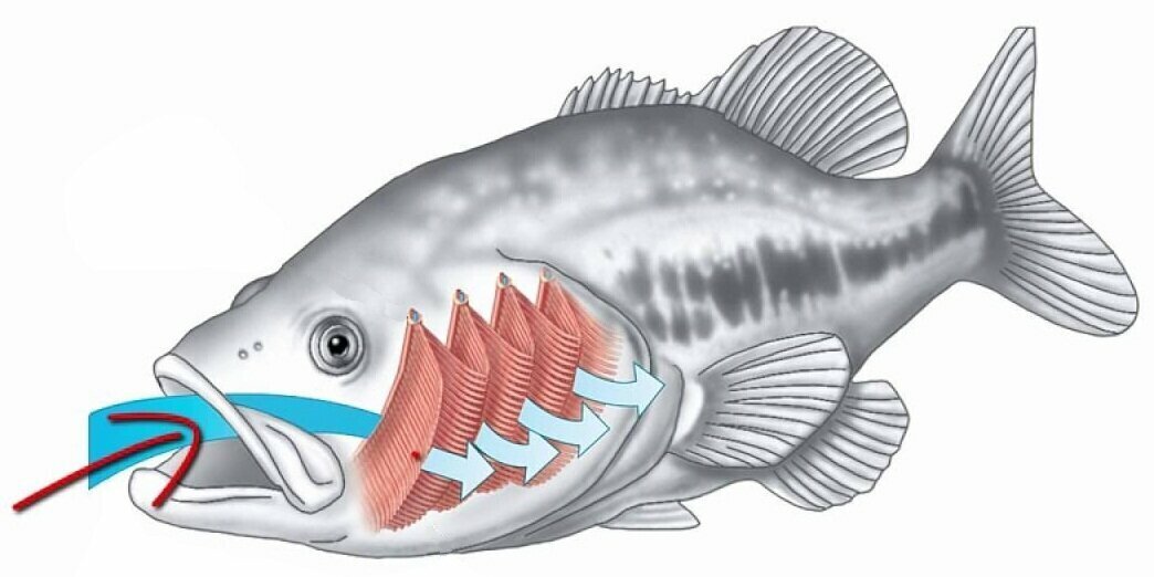 Процесс дыхания у рыбы