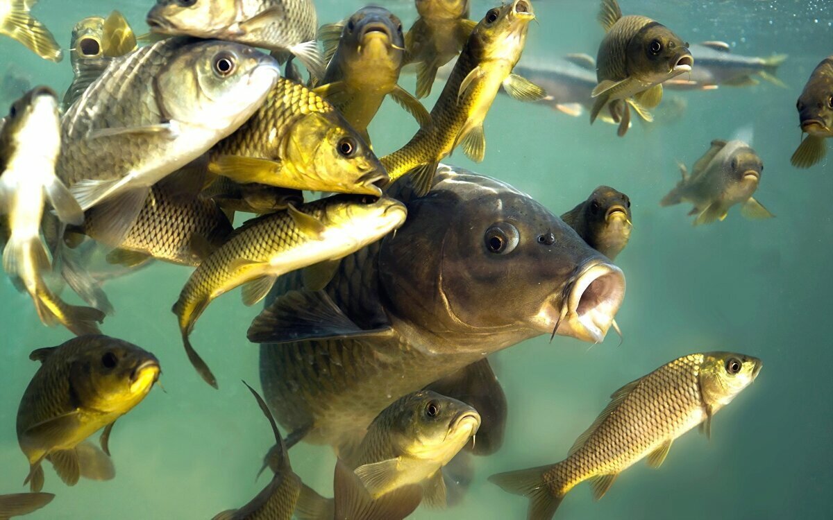 Эти рыбы не пьют! Но много писают...