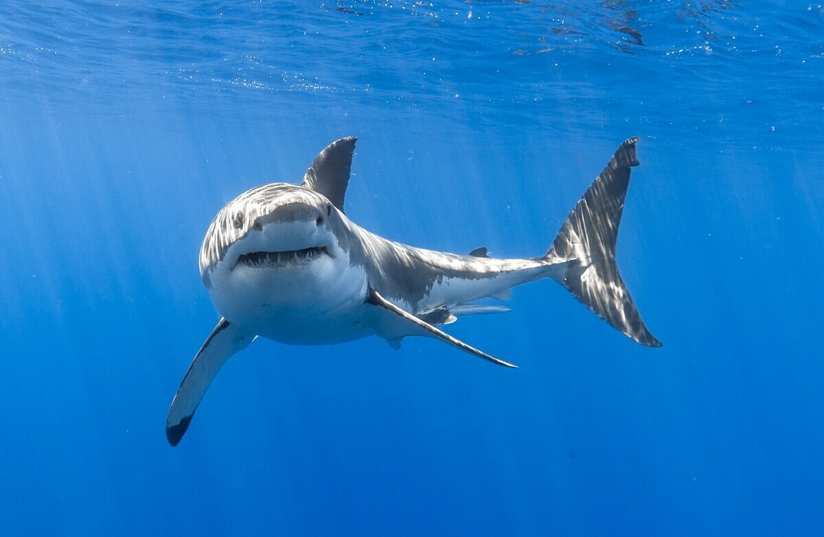 А я и не пью, и не писаю! И всем довольна!