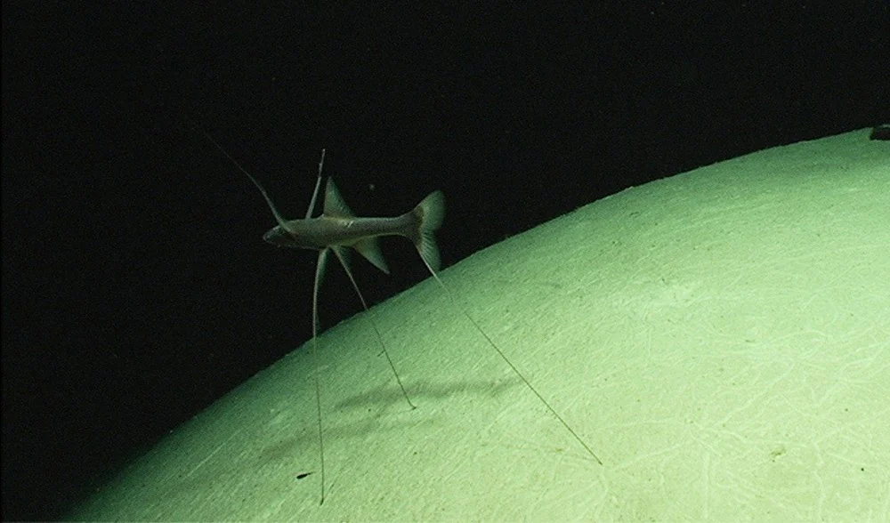 На дне океана так тяжело плыть, что даже рыбы там стоят.