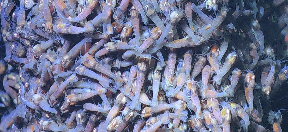 Плотное скопление креветок у геотермального источника. Подберутся чуть ближе – сварятся в сверхгорячей воде. Отодвинутся подальше – замёрзнут.