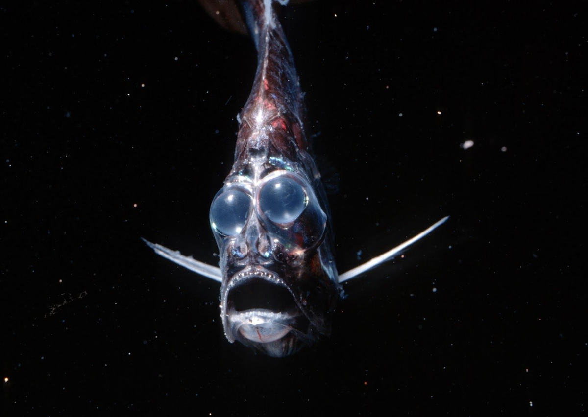 Чего вы так глаза выпучили? Это рыба-топорик — типичный обитатель сумеречной зоны.