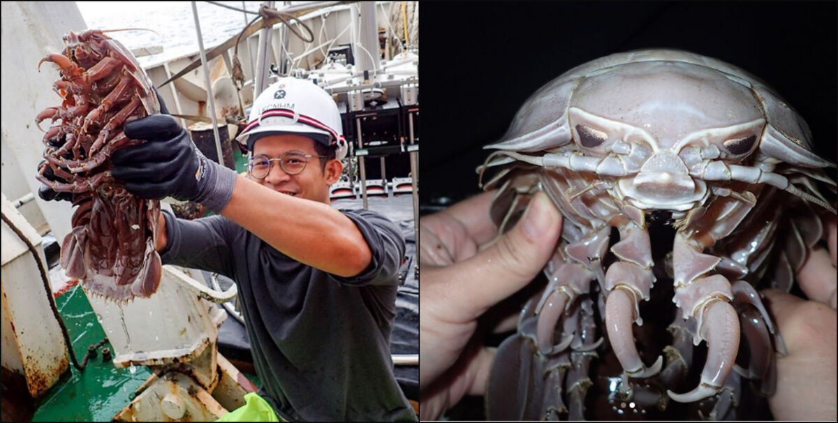 Именно в батиальной зоне обитают гигантские изоподы – жутковатые раки, смахивающие на наземных мокриц. Что неудивительно, ведь мокрицы – тоже раки.