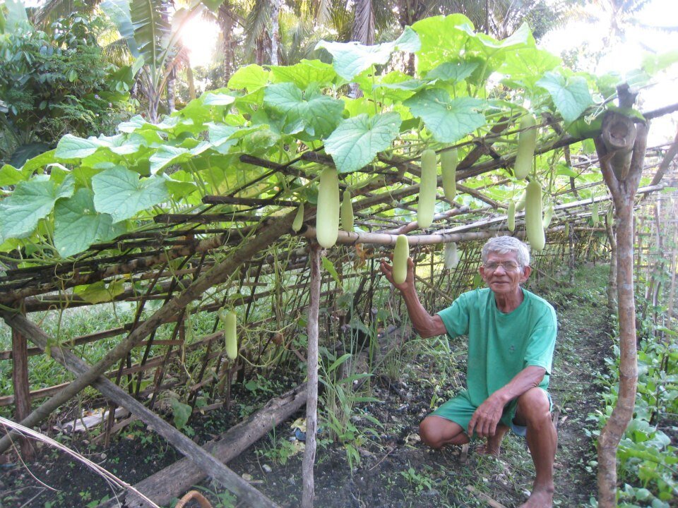 Кабачки – они в Тихом океане кабачки!