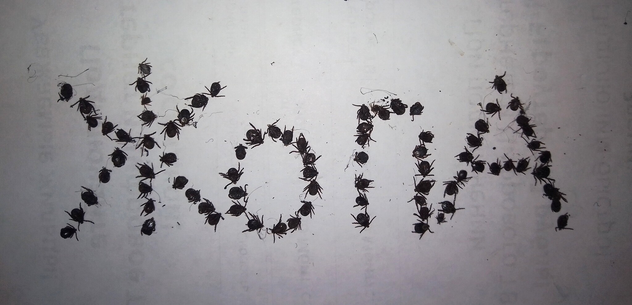 осторожно, клещи!