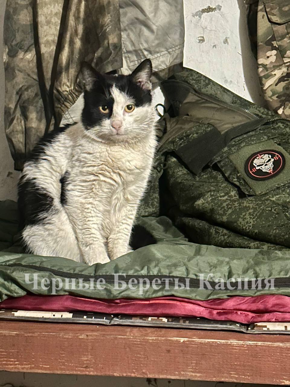 Именно так и должен выглядеть кот Чака Норриса