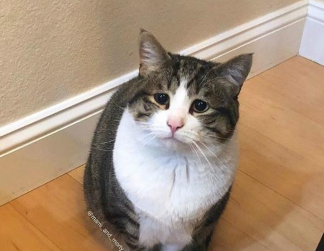 ох пиццы, пиццочки мои, чтож вы такие дорогие...