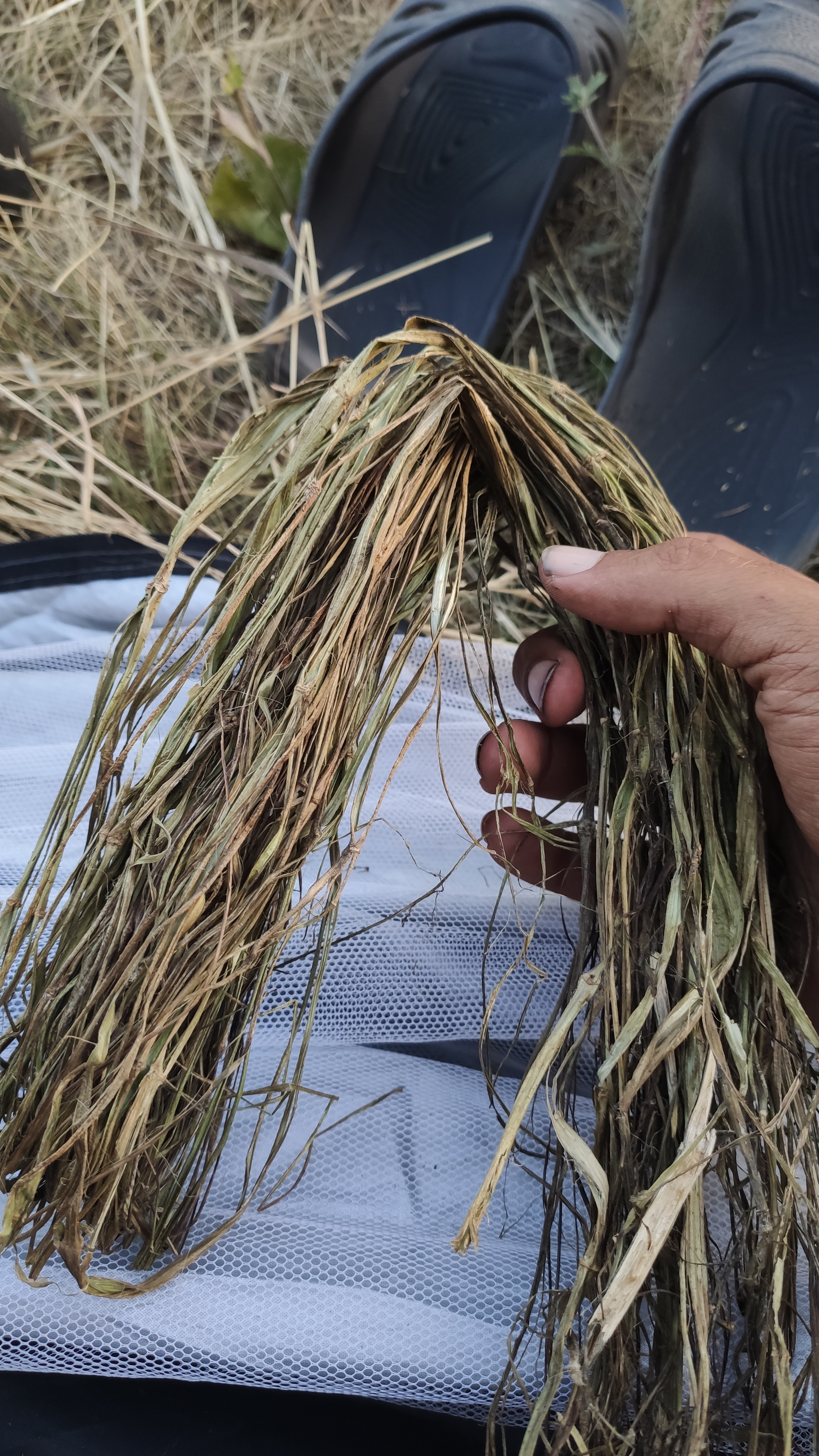 Шкурка крапивы