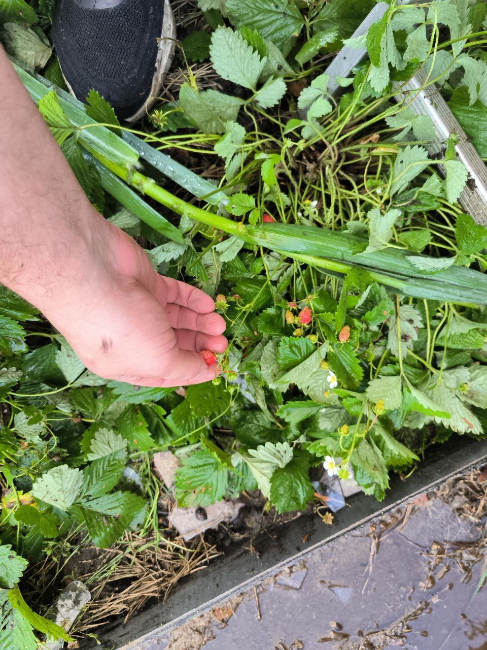 сполоснул руки, скушал клубничку с огорода и погнал обратно ковыряться на даче