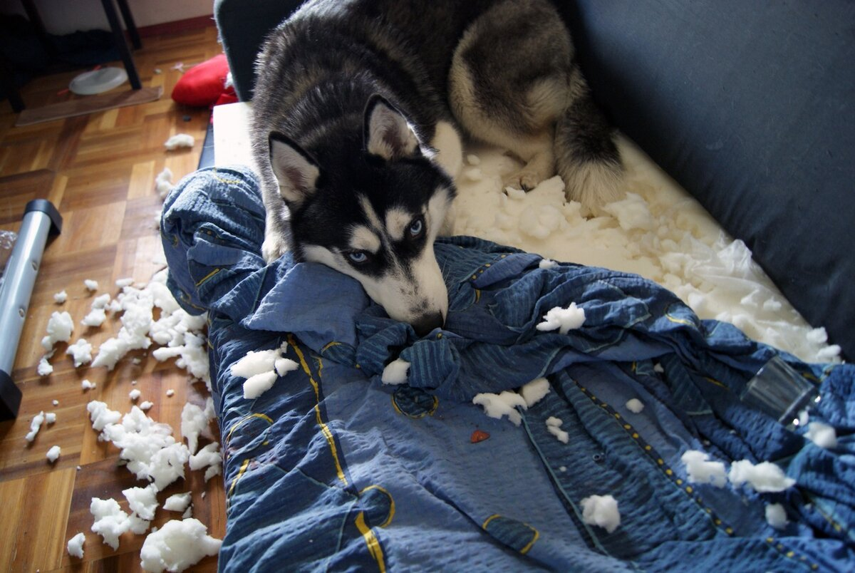 Хозяин, ты говорил, что этот диван слишком твёрдый. Взбил его специально для тебя!
