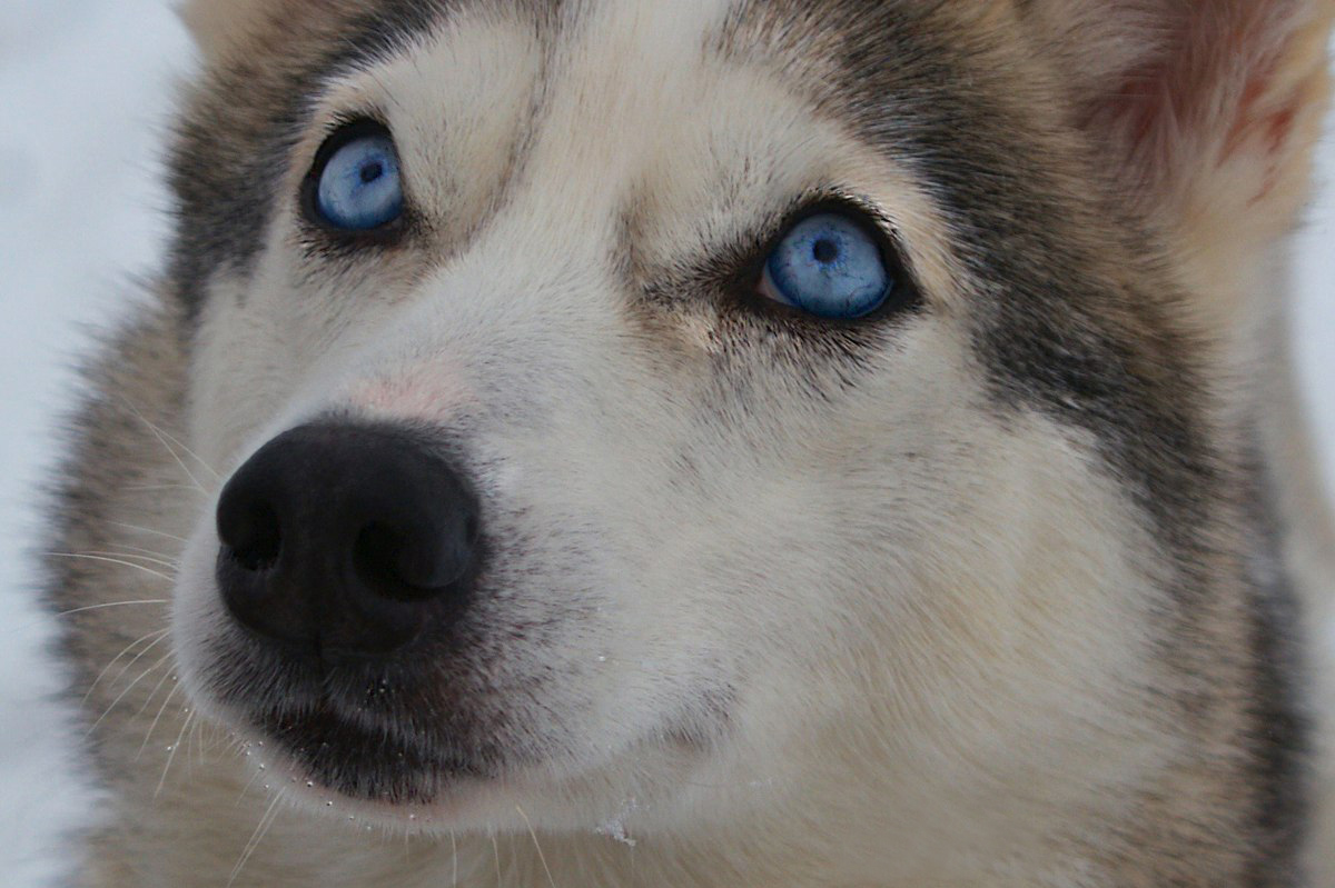 Твои глаза, такие чистые, как небо!
