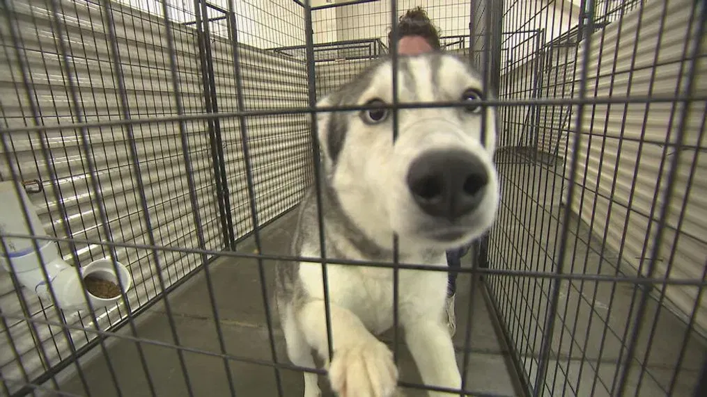 В 2018 году из-за сериала «Игра престолов» в Америке случился хаски-бум. Правда, большинство собак после этого оказалось в приюте.