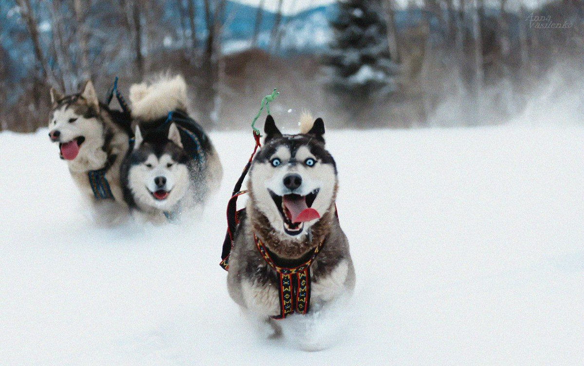 Вот так выглядит идеальное утро, день и вечер хаски.