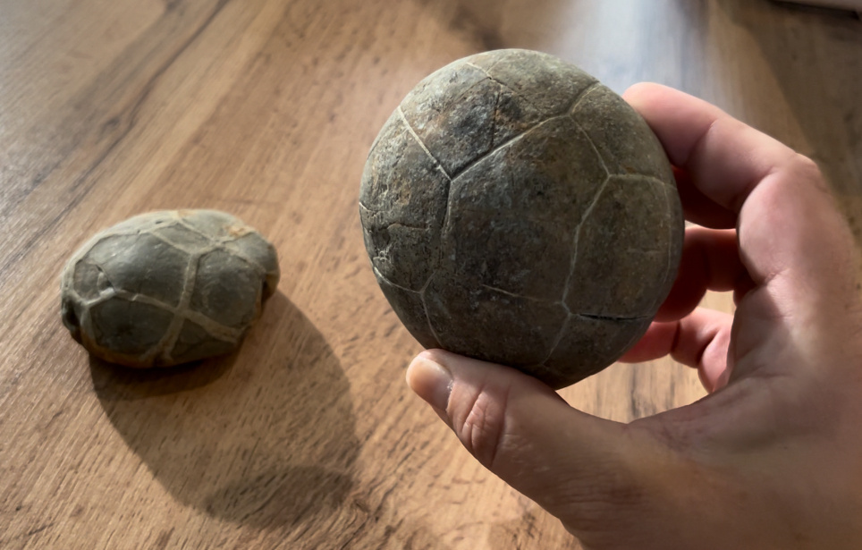 Окаменелое яйцо динозавра