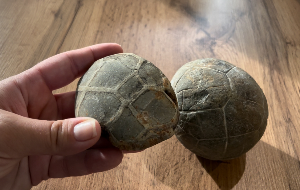 Панцирь черепашки