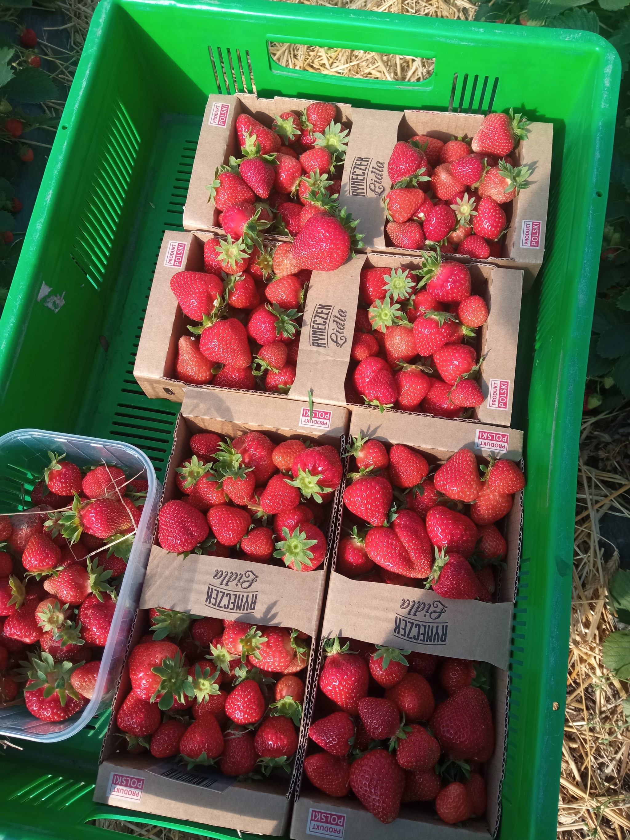 Слева - на соки, справа- в лидл после сортировки и взвешивания.