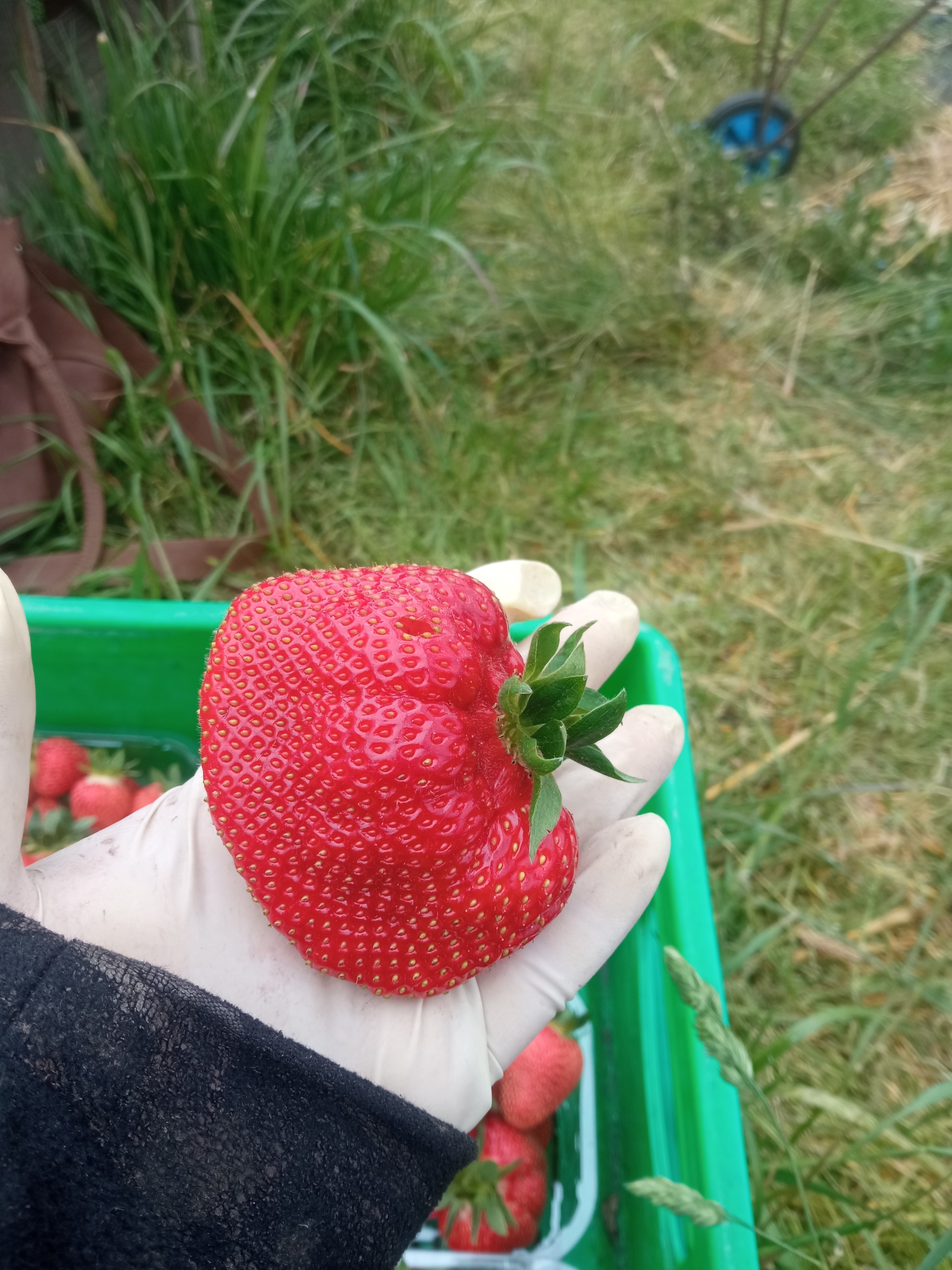 Вот эту красоту надо или сожрать или бросить в контейнер на переработку. Видите крошечное пятнышко от лакомки муравья?