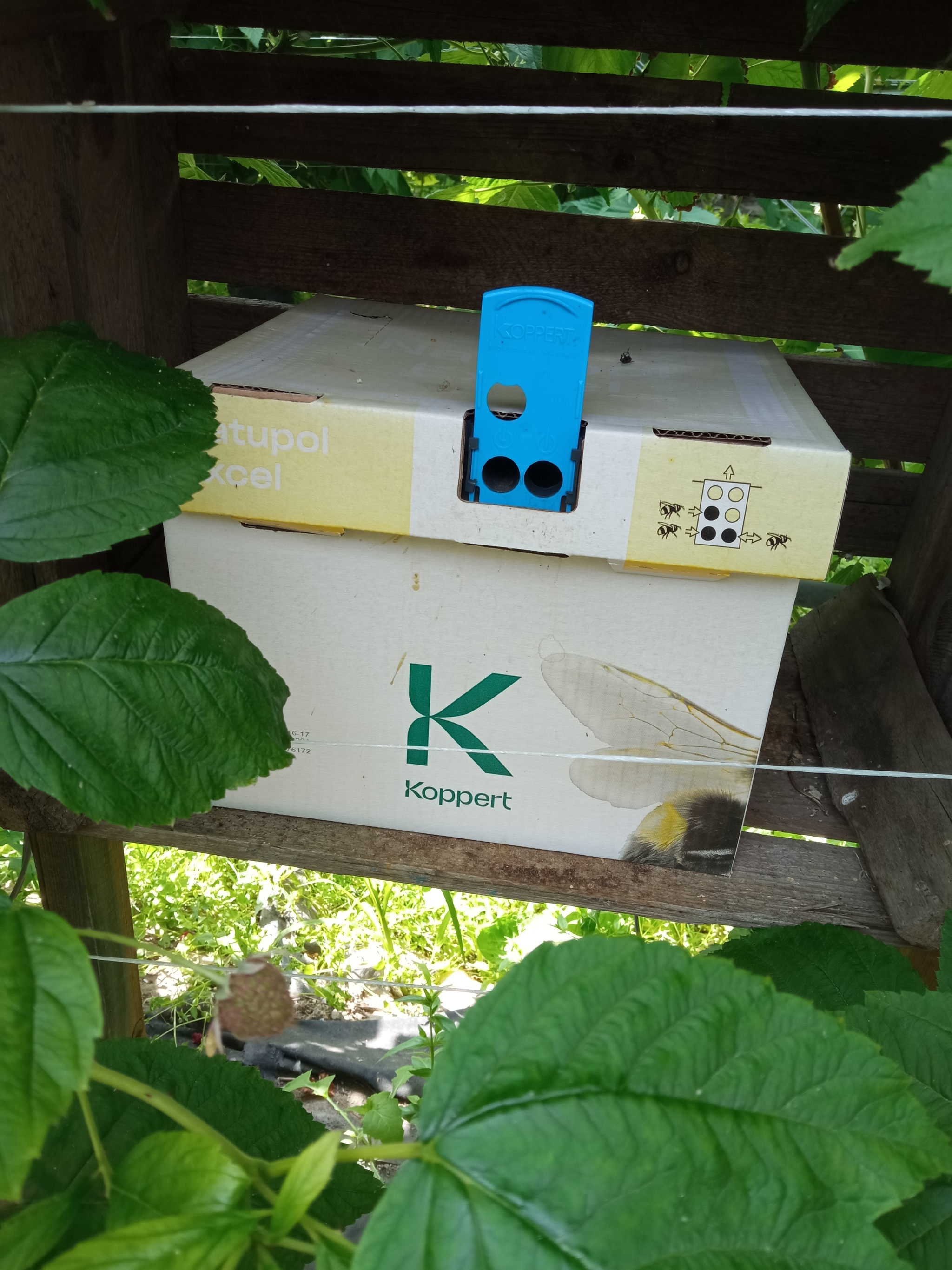 Коробка специльно купленных шмелей для опыления клубники. Если ее пнуть, то она начинает смешно подпрыгивать и возмущенно гудеть.