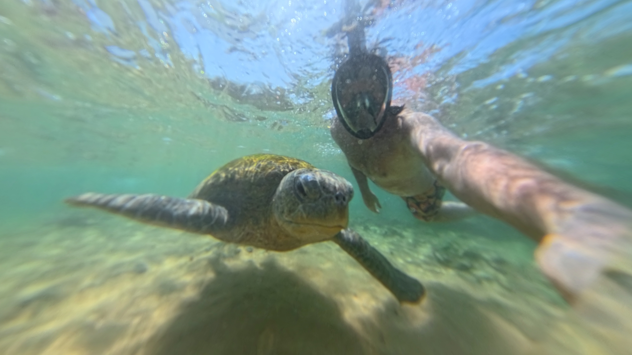 черепах недоволен, что ты не ставишь плюс ему!