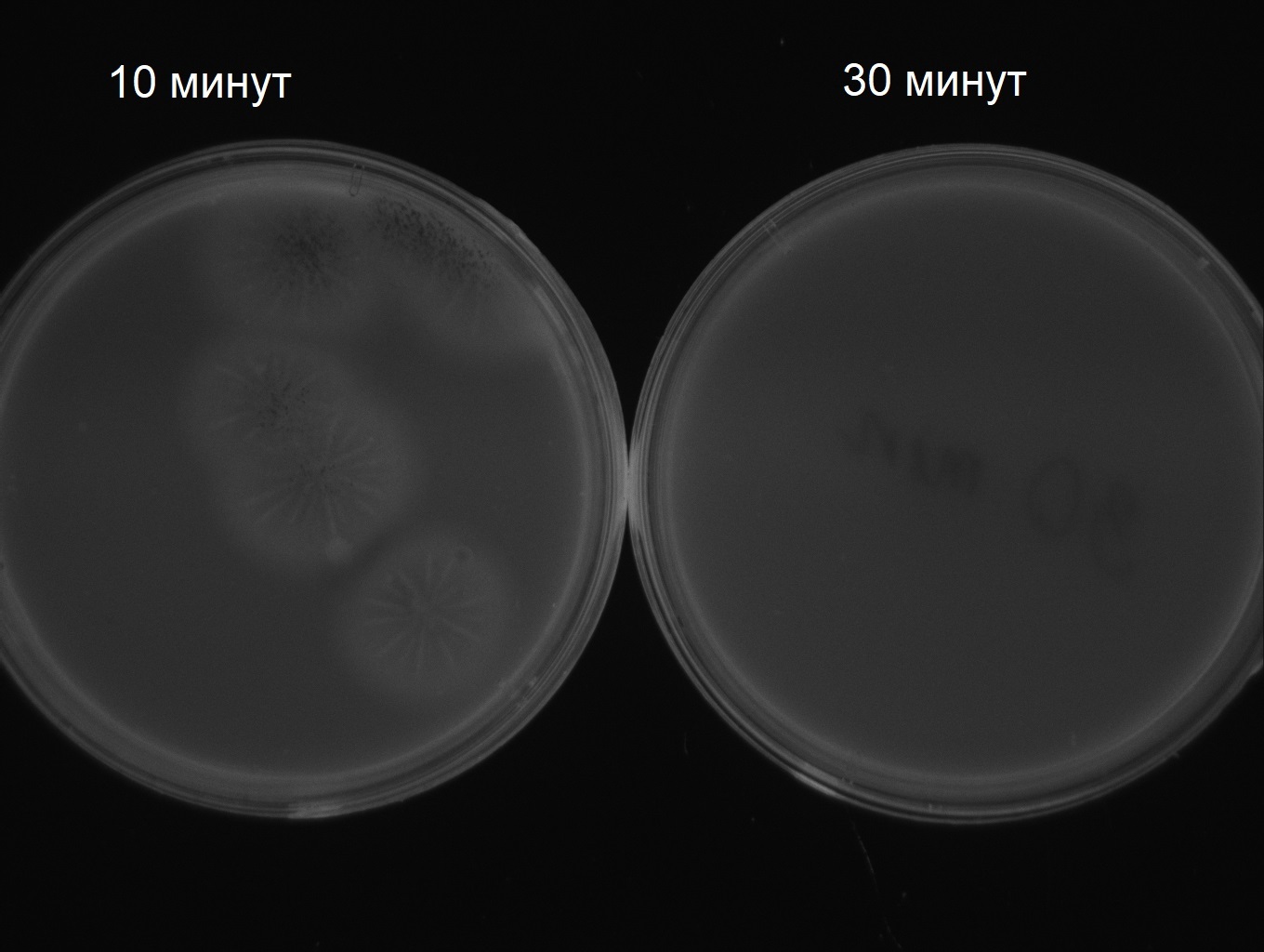 Фото в ультрафиолете