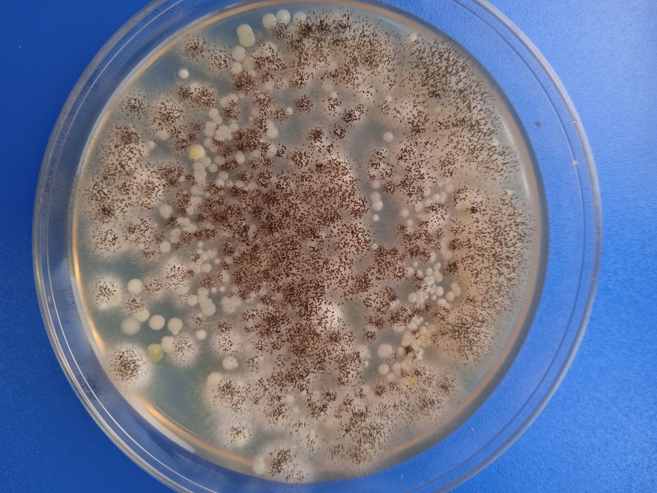 Чашка, которая не облучалась