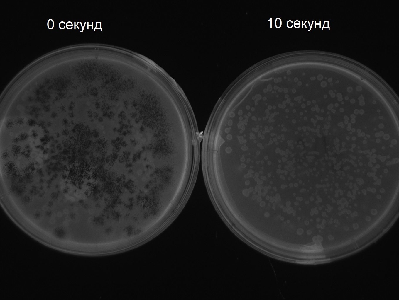 Фотография в ультрафиолете