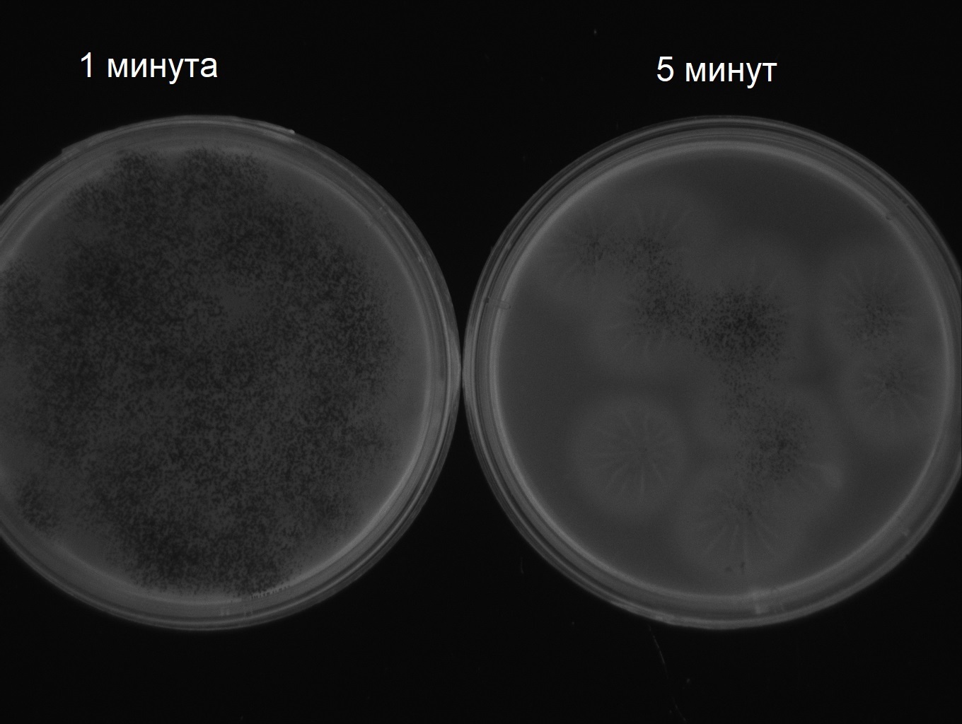 Фото в ультрафиолете