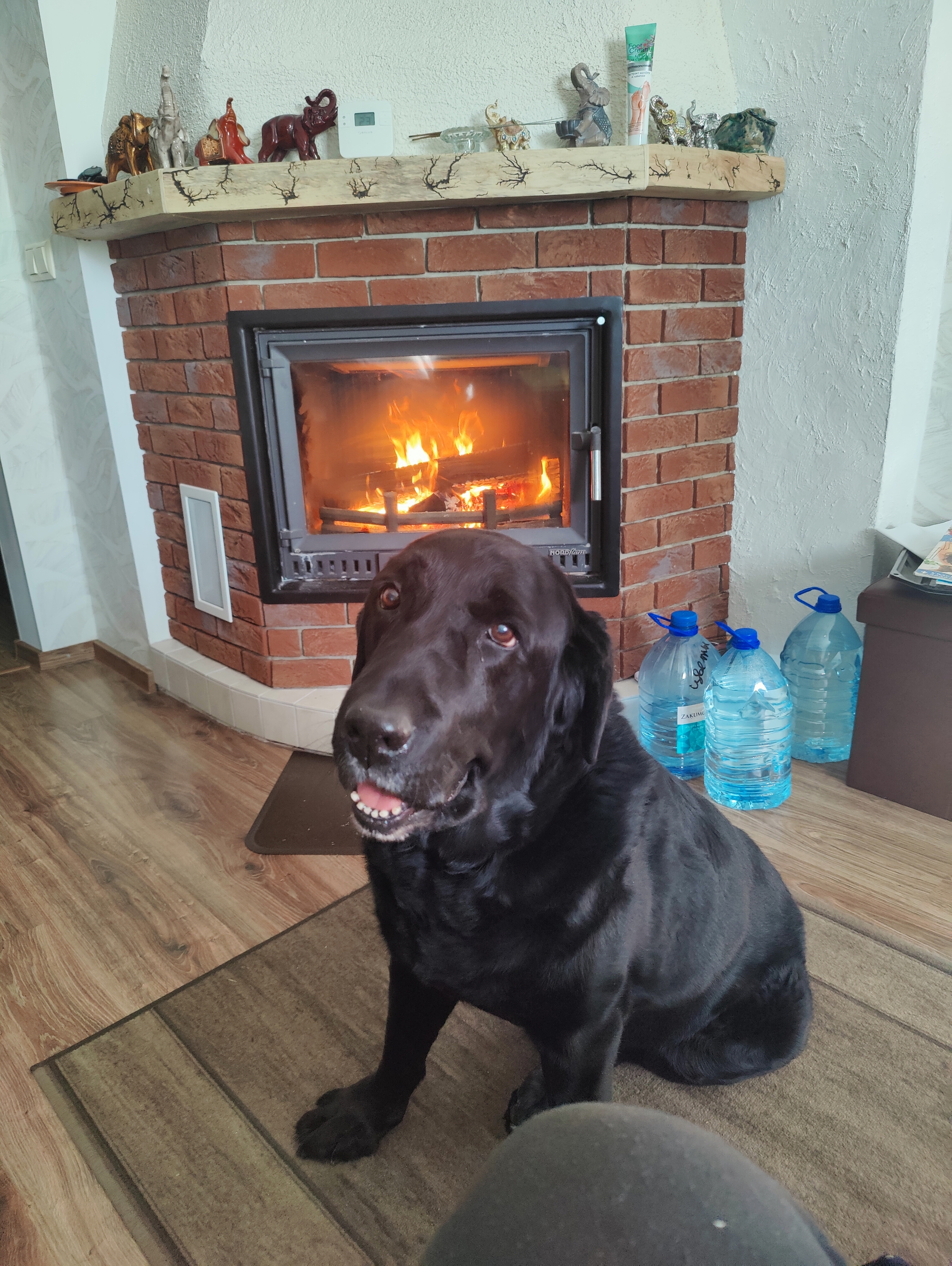 Это он в доме у камина, с лапой всё нормально!