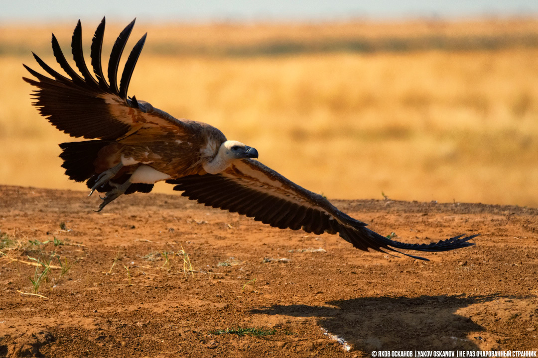 Белоголовый сип