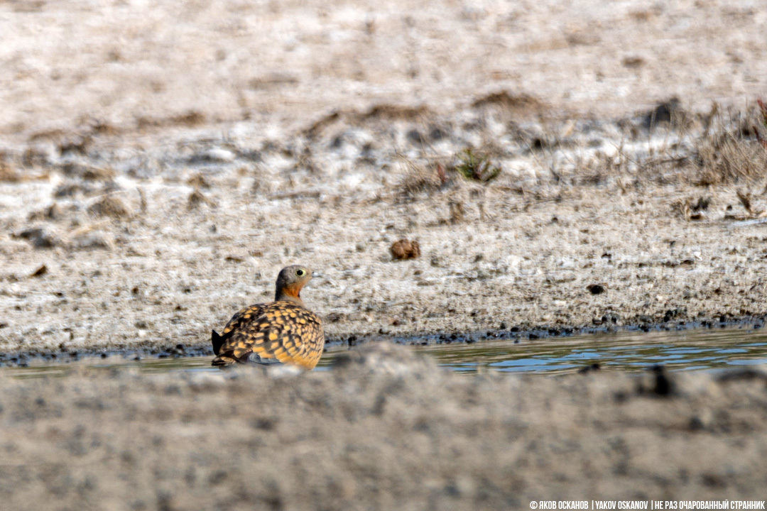 Чернобрюхий рябок