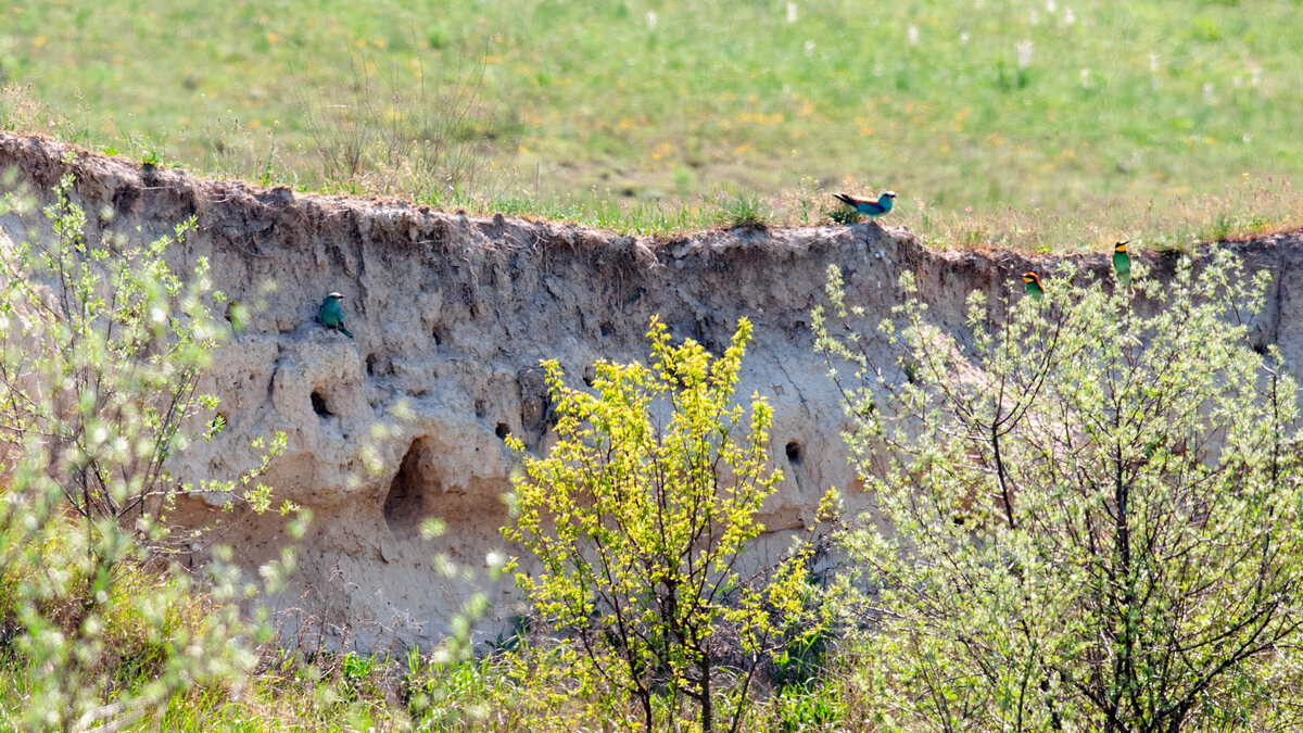 Золотистые щурки и сизоворонки на гнездовой территории .