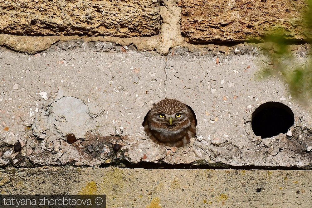 Домовый сыч в своей норе