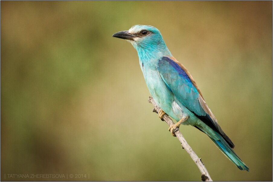 Сизоворонка ( Coracias garrulus)