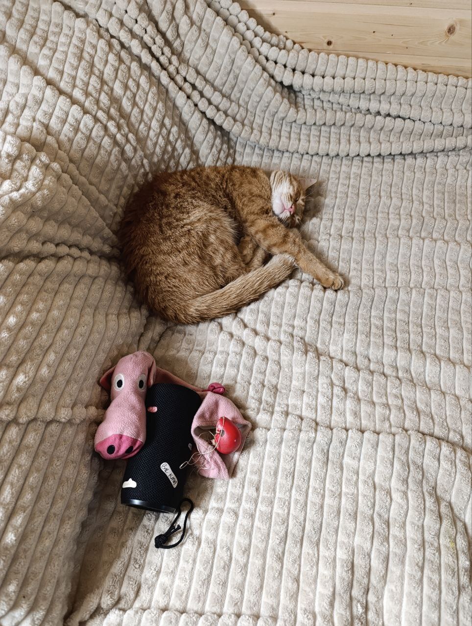 Поросенок тут подложен Бродскому.