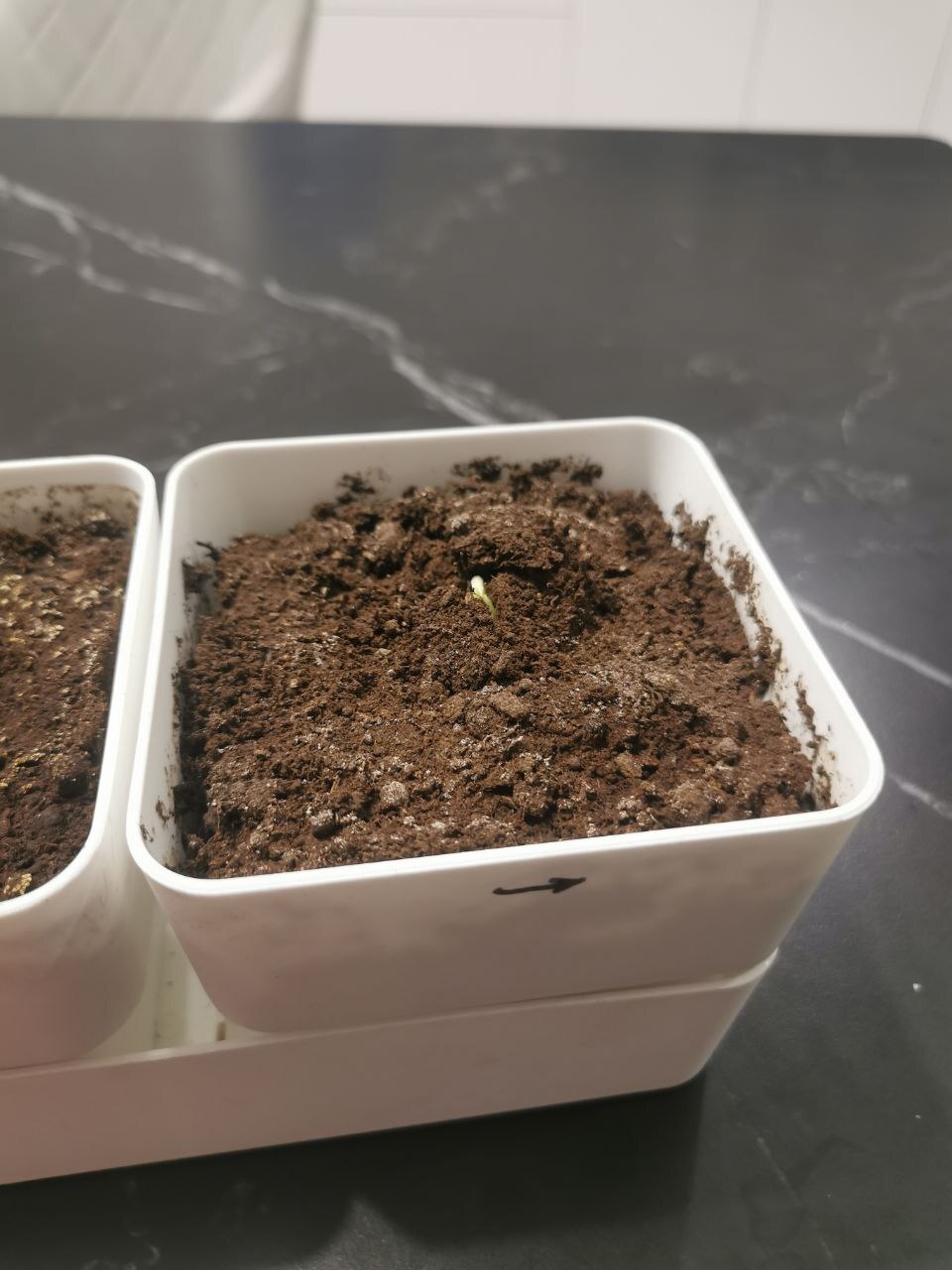 Ну вы посмотрите на это чудо природы.