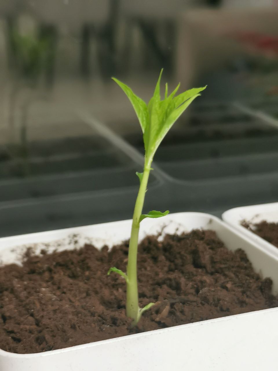 24 ноября. (тут вы можете заметить неладное! а че это горшочек переместился? я просто перевернул триптих на 180 градусов к окну)