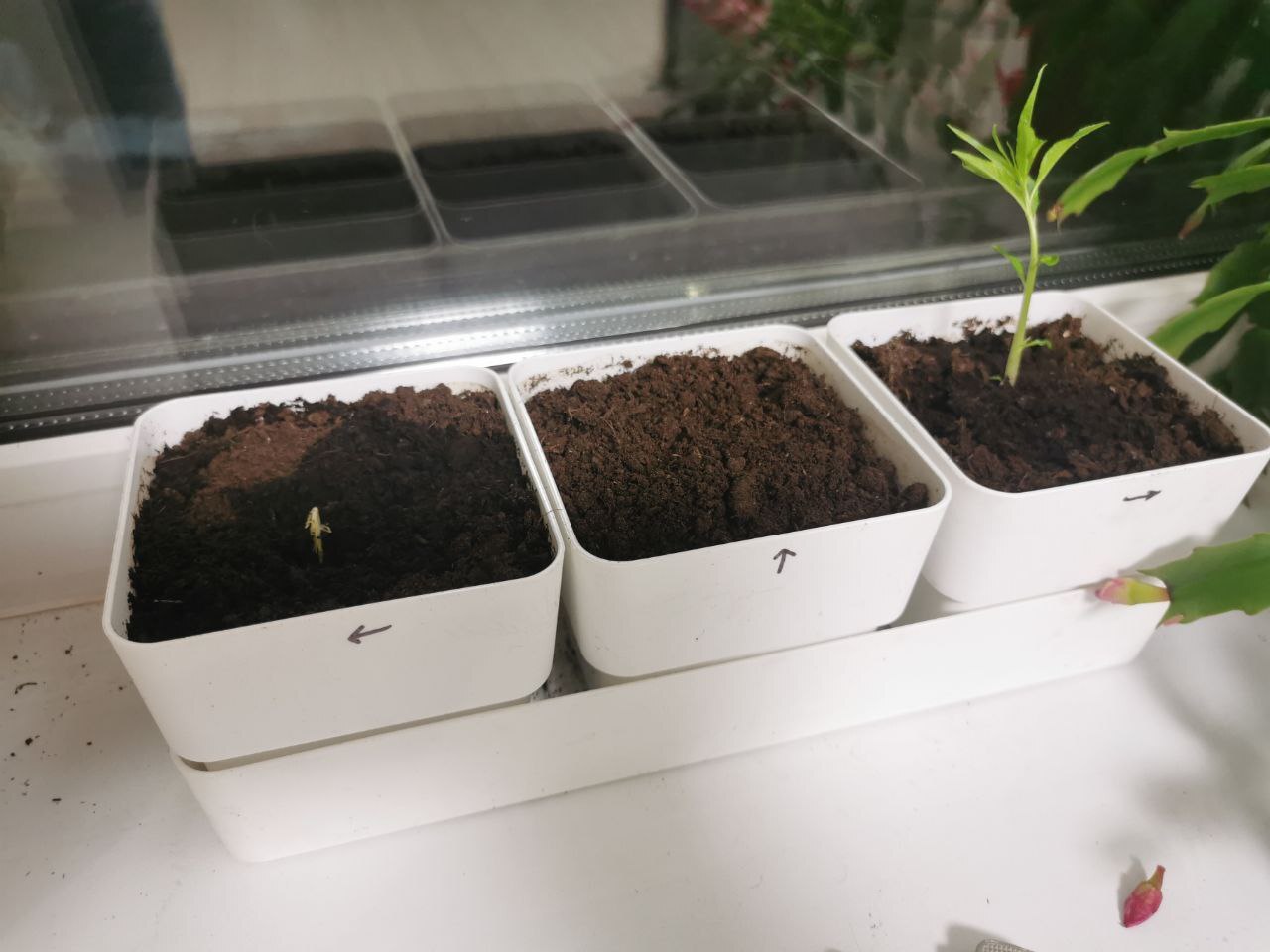 Я переставил горшочек со стояком. Чтобы семя которое было посажено стоймя - было по центру.