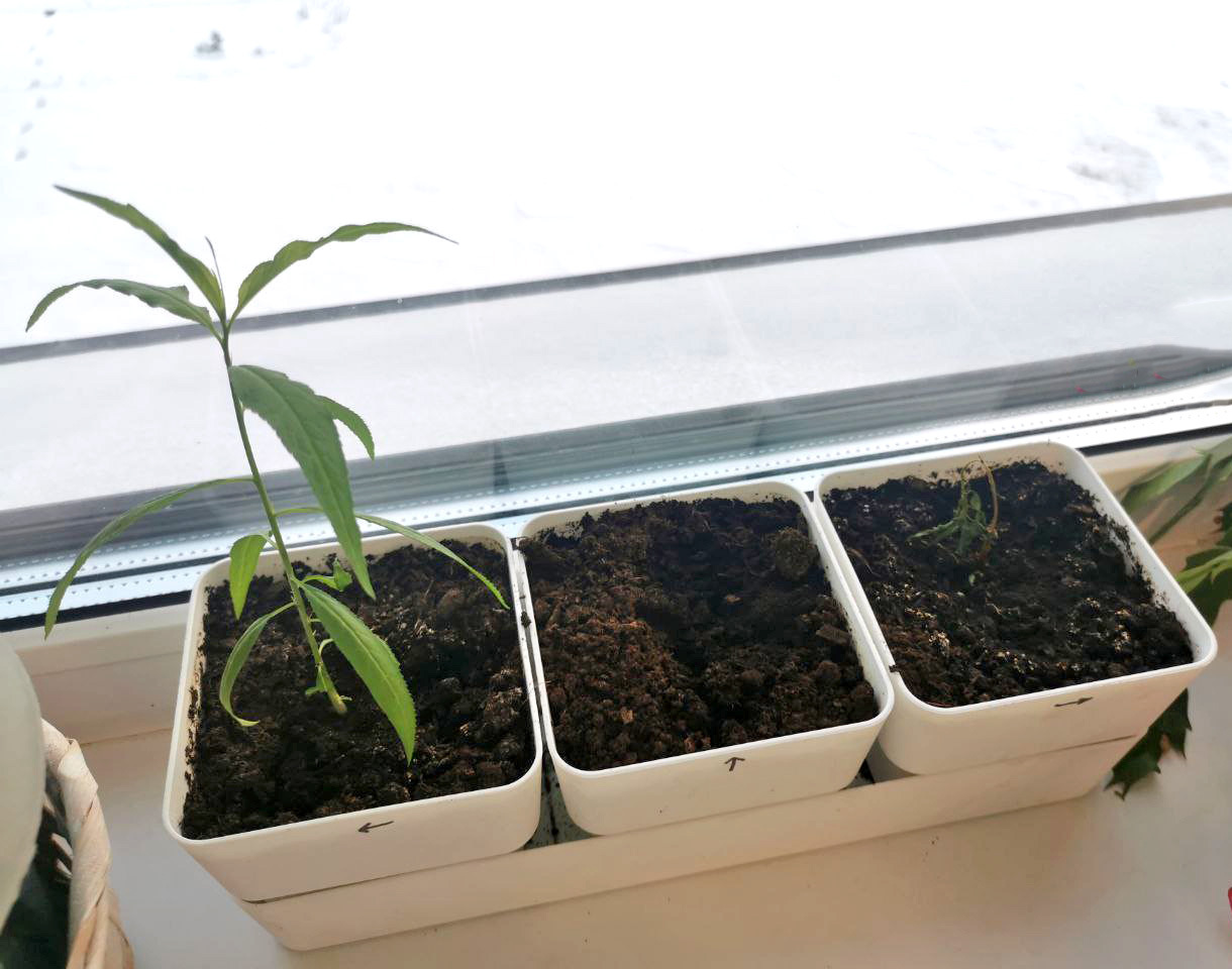 Картинка на 11 декабря.