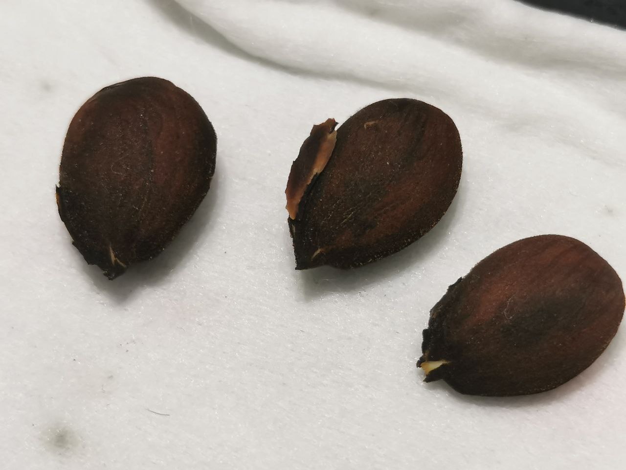 К одному прилип кусок косточки. не стал отдирать. Мало ли... Посмотрите на правого. Каков!