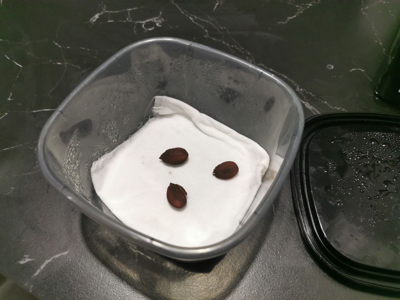 Балдеют лежат!